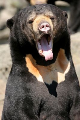 Bear yawning