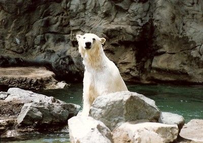 Bear waving