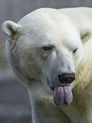 Polar bear sticking his tongue out